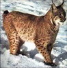 Аватар користувача