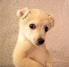 Аватар користувача
