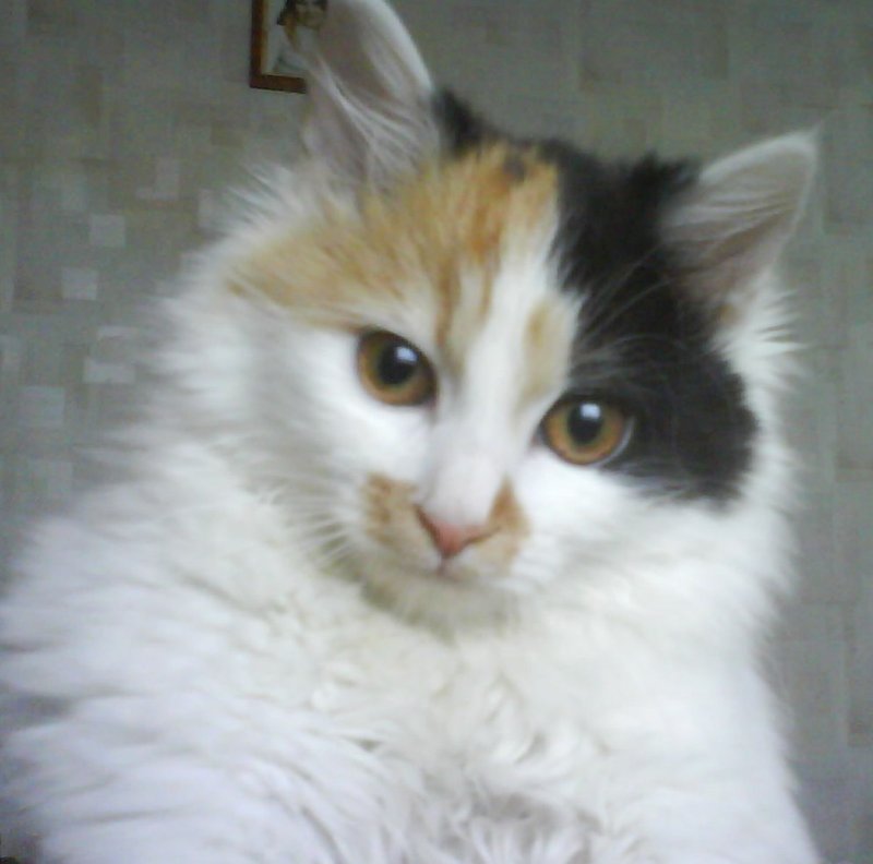 Копия DSC01829.JPG