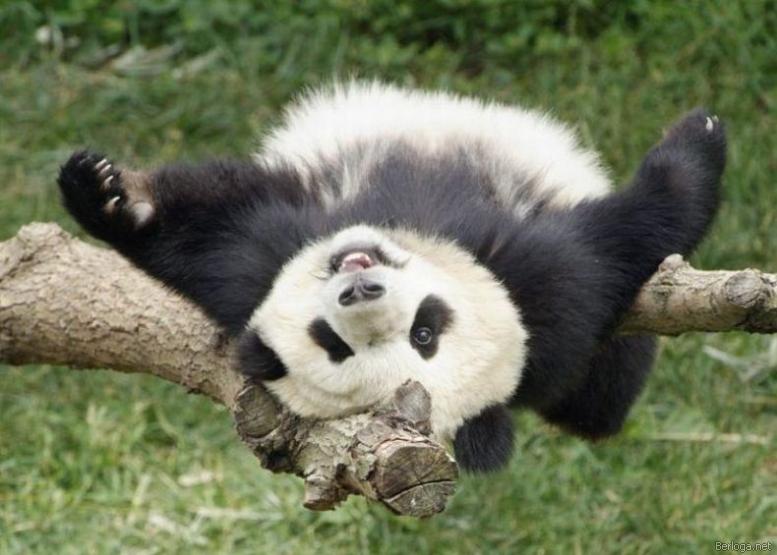 panda.jpg