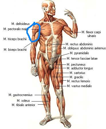 142anat.jpg