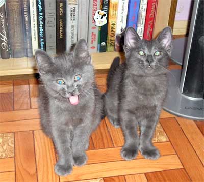 cats_01.jpg