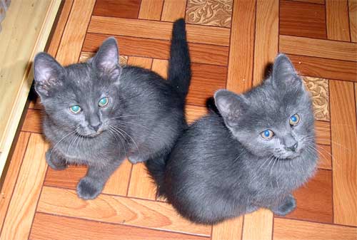 cats_02.jpg