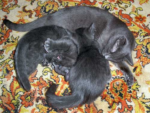 cats_03.jpg