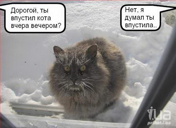 kot-moroz.jpg