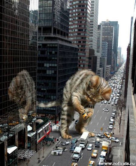 1250934786_www_roflcats_ru-51.jpg