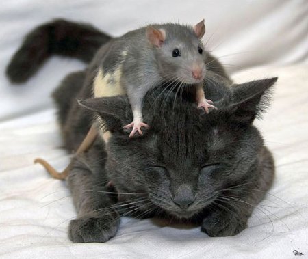 1272561468_cat-mouse-4.jpg
