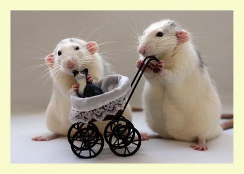 photo-souris-animal-domestique-039-landeau-480x344.jpg