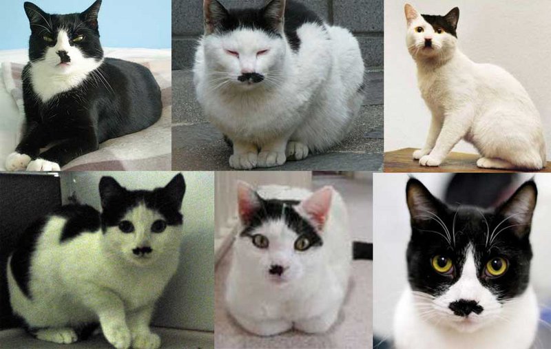 cat.jpg