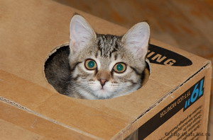 cats4.jpg