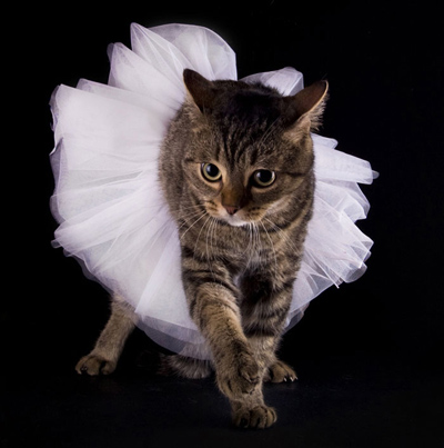 kote.jpg