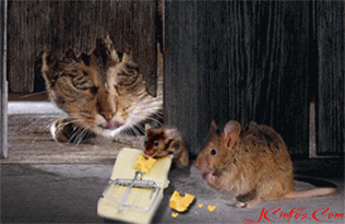 213.gif