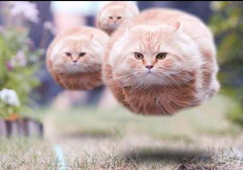 коты.jpg