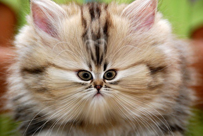 Cats_06.jpg