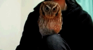 30f763267f819aae0630789e386313ce.gif