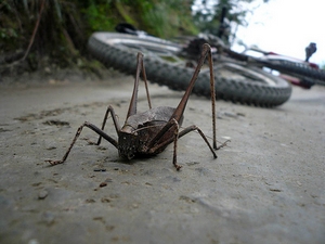 bike-of-day2.jpg