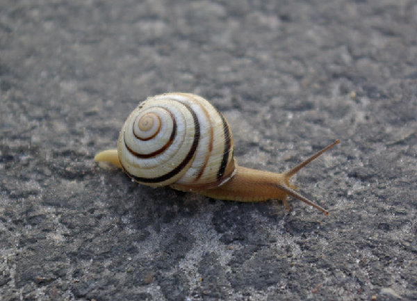 Улитка.jpg