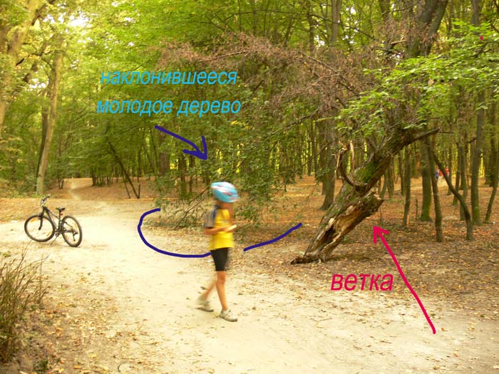 tree_Dubki1.jpg
