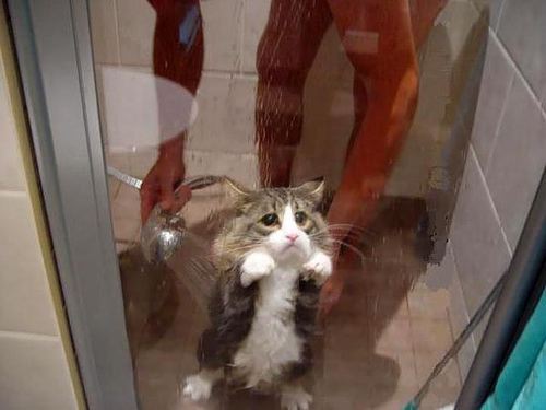 shower.jpg