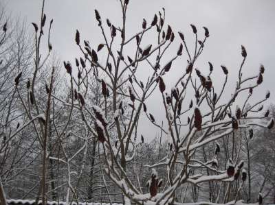 65388557_1_400x400_elitnoe-rastenie-dlya-elitnyh-usadeb[1].jpg