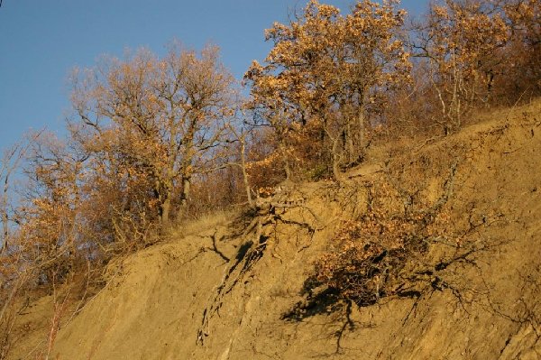 IMGP7266vk.jpg