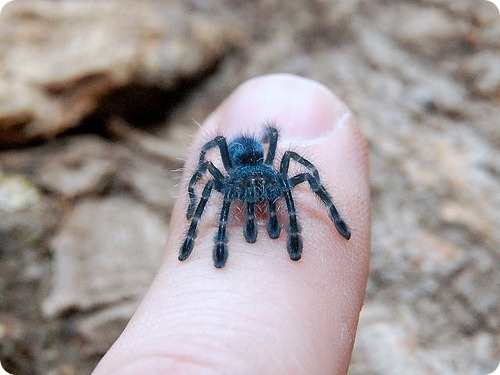 Avicularia versicolor3.jpg