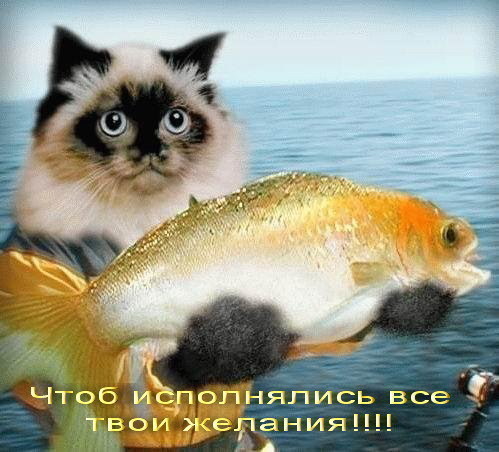 hugecat.jpg