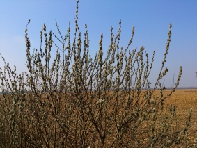 DSC_0052.jpg