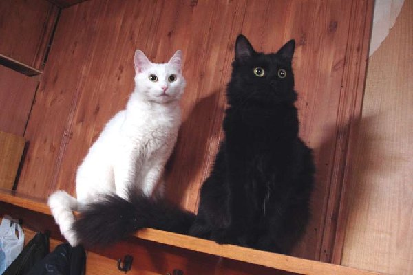 cats.jpg