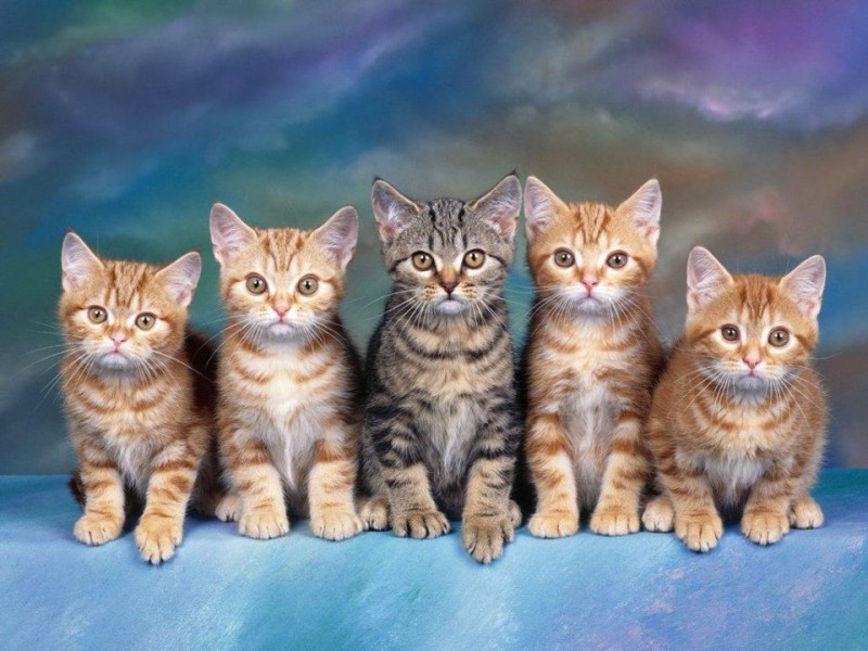 kitfest-velokyiv.jpg