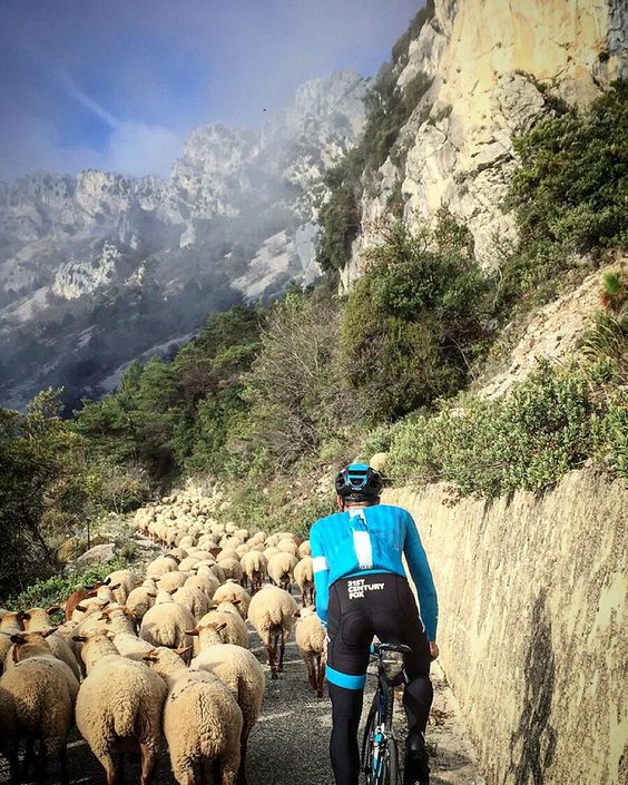 sheep-jam-bike.jpg